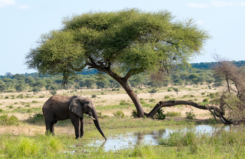 Buying Travel Insurance for Safari in Tanzania (with Kili in The Mix) Buying Travel Insurance for Safari in Tanzania (with Kili in The Mix)