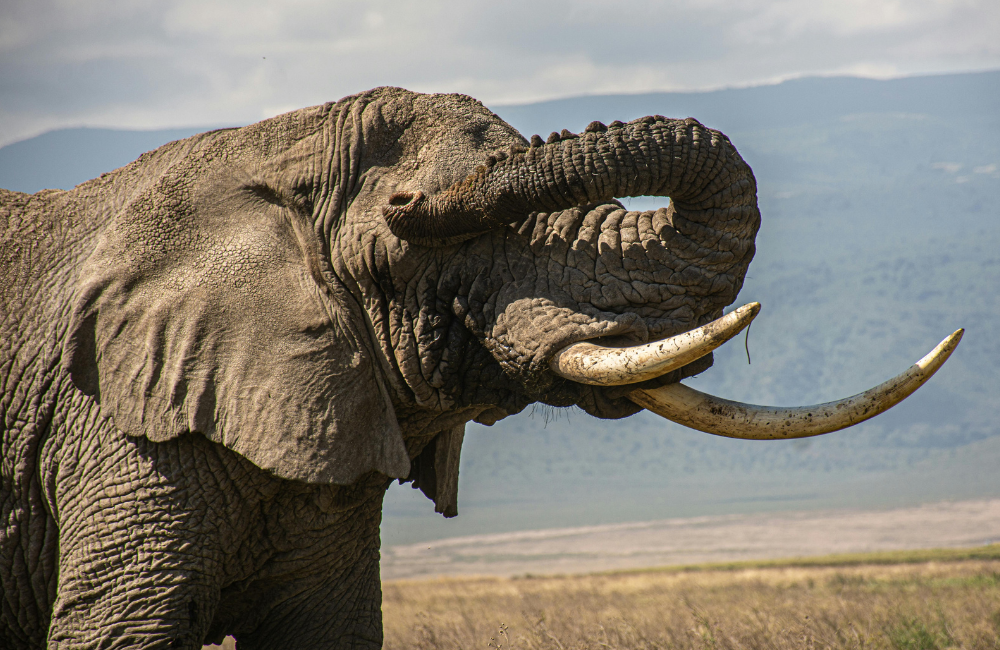 How is Zanzibar’s Mandatory Insurance Different How is Zanzibar’s Mandatory Insurance Different