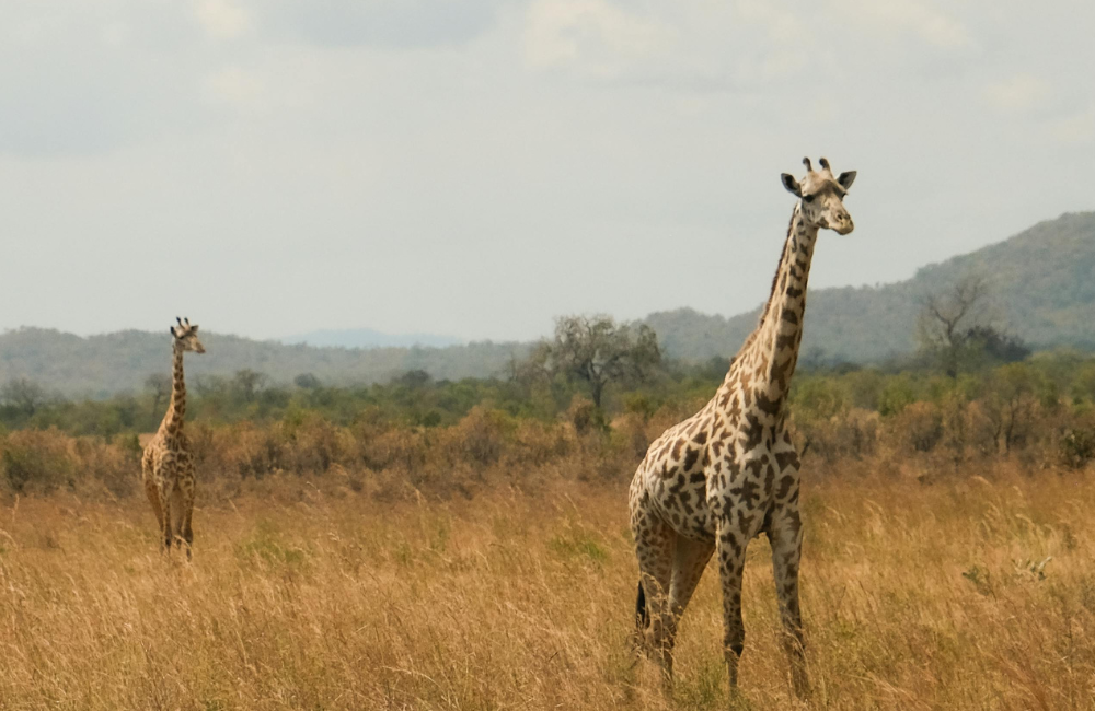 Is the Mandatory Insurance Actually in Force yet Is the Mandatory Insurance Actually in Force yet