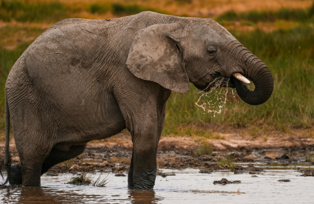 One Trip, Two Layers_ How I Stack My Cover One Trip, Two Layers - How I Stack My Cover